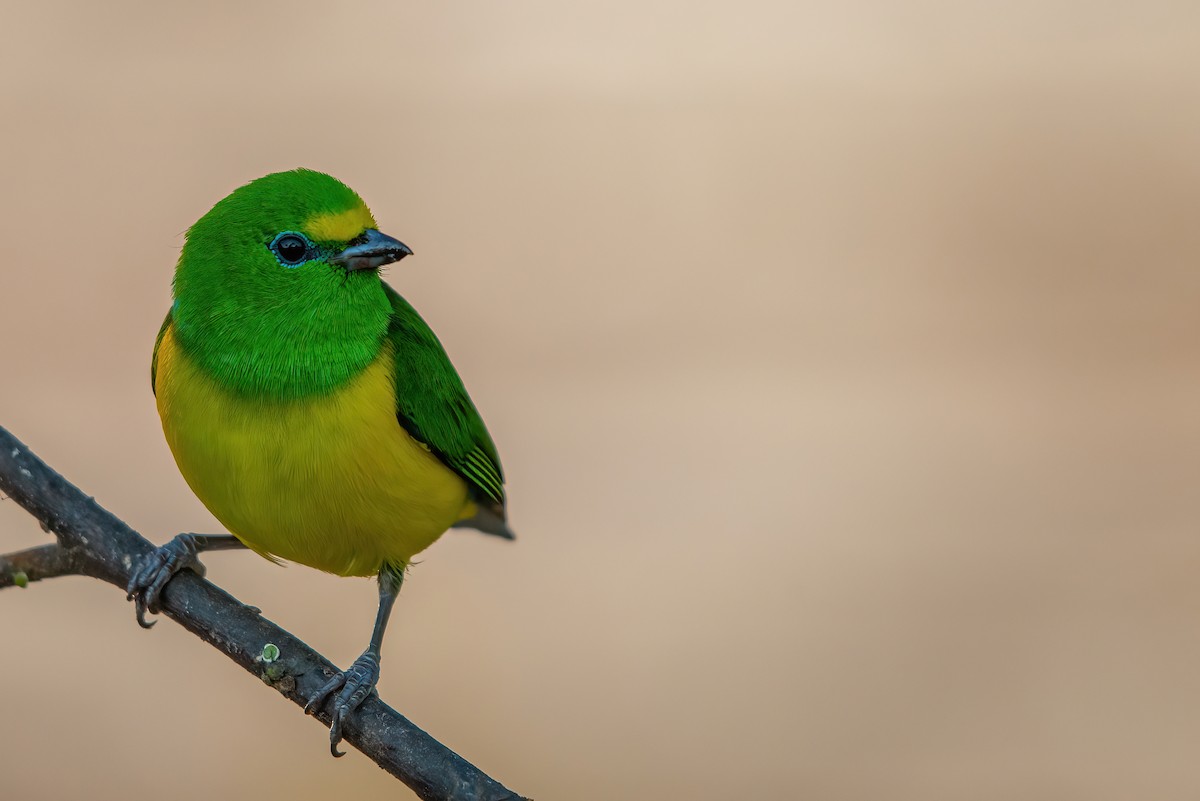 Blue-naped Chlorophonia - Jaap Velden