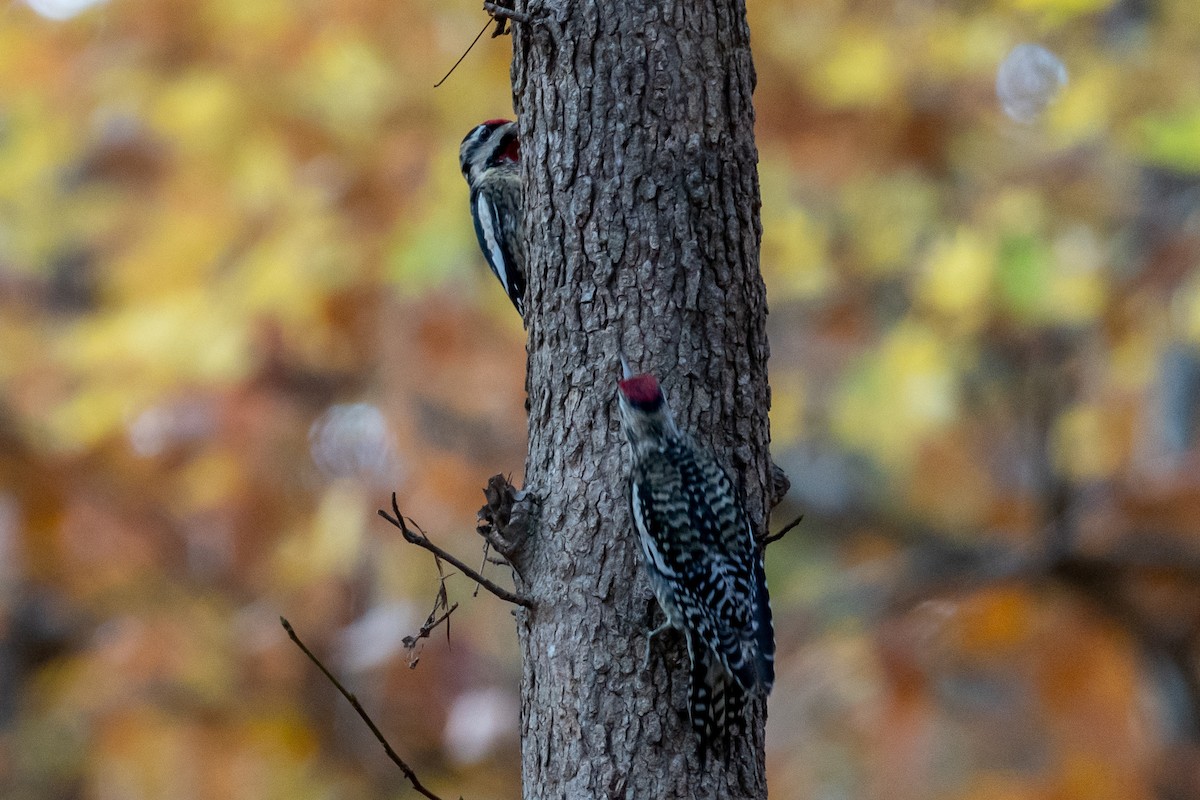 Yellow-bellied Sapsucker - ML611091342