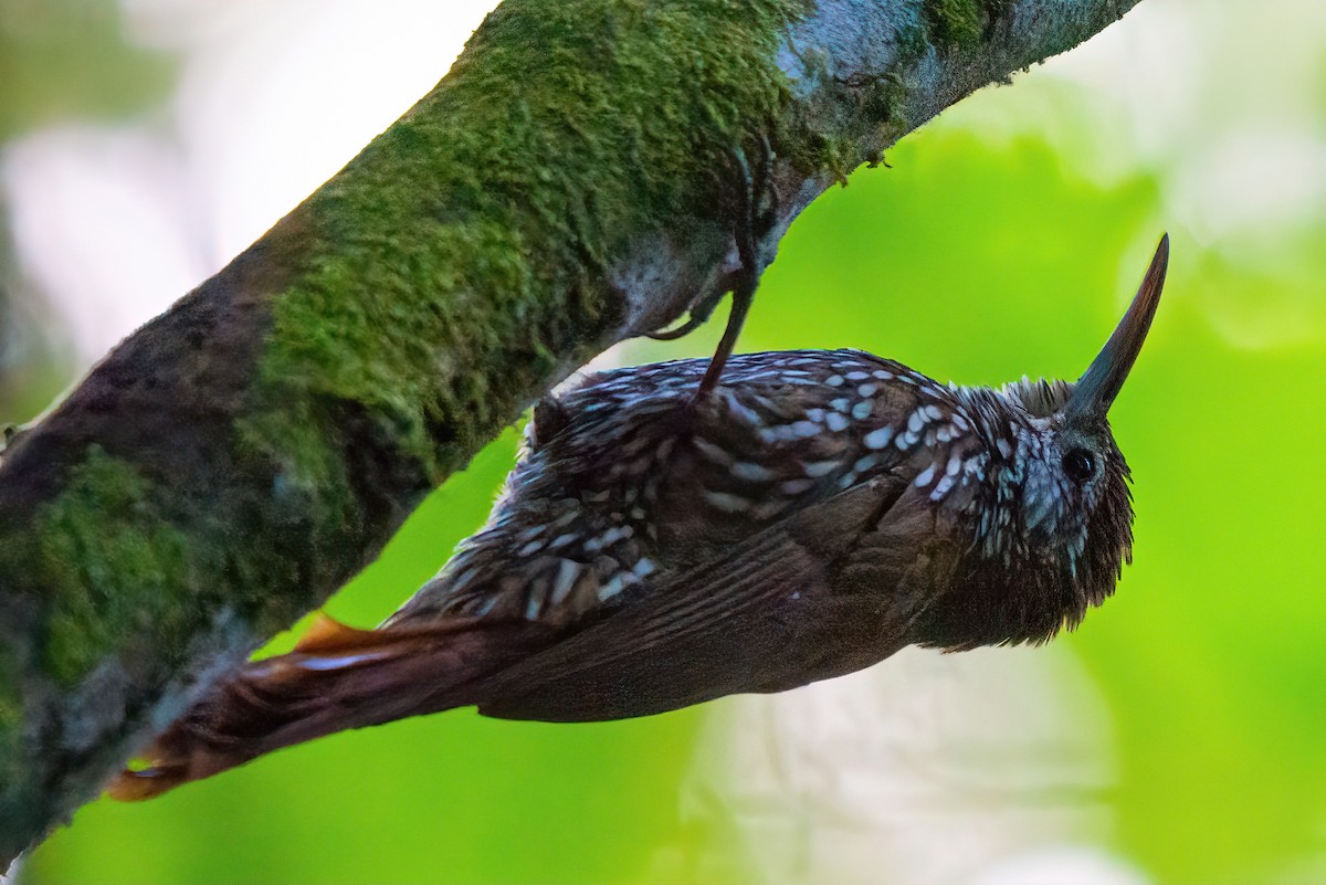 Montane Woodcreeper - Jaap Velden