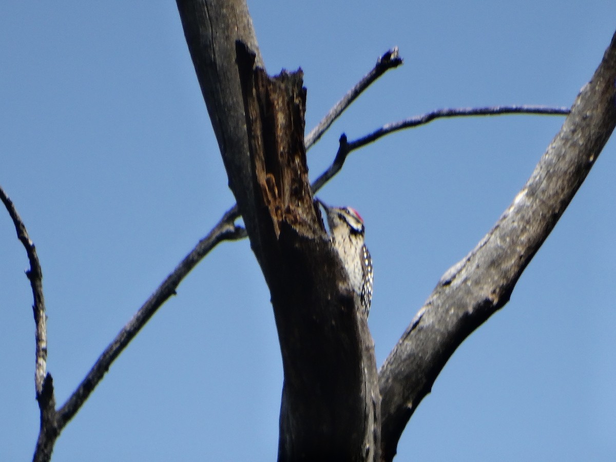 Ladder-backed Woodpecker - ML611091365