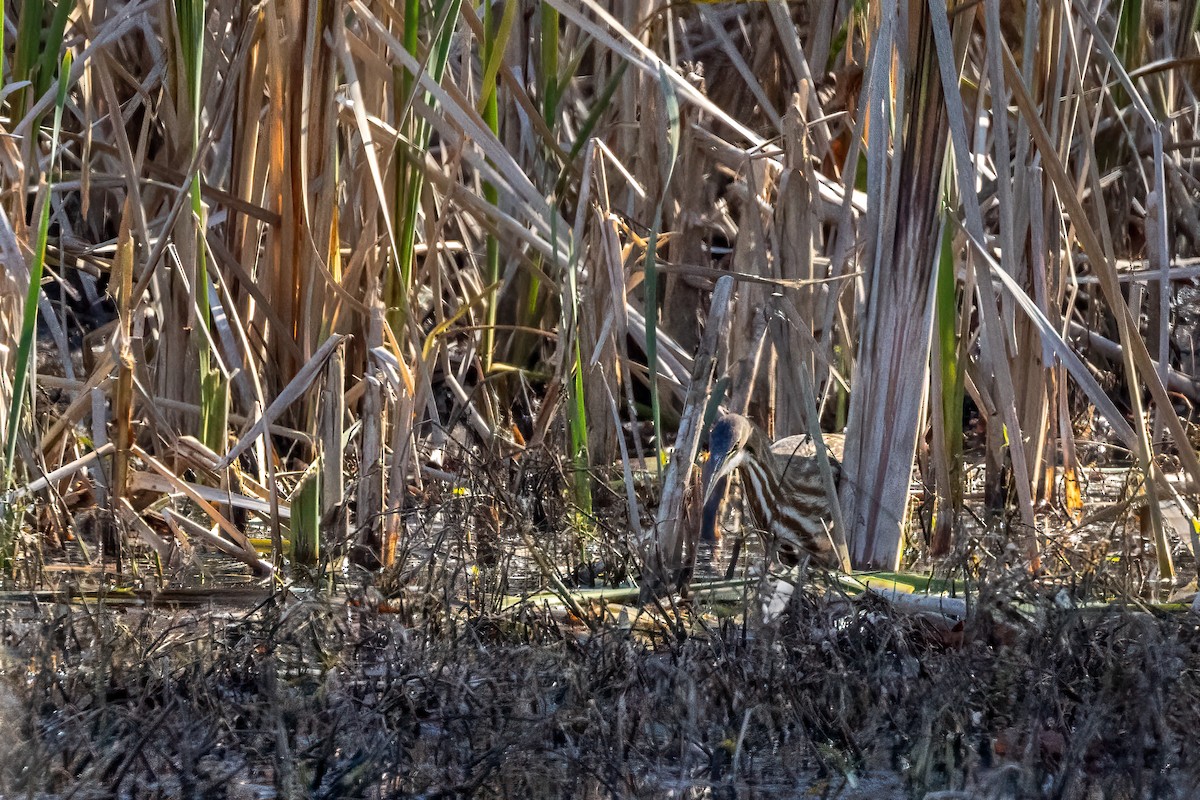 American Bittern - ML611091424