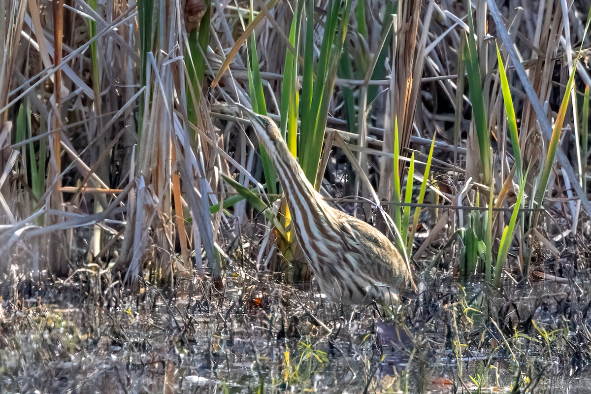 American Bittern - ML611091426