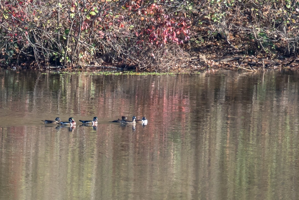 Wood Duck - ML611091579