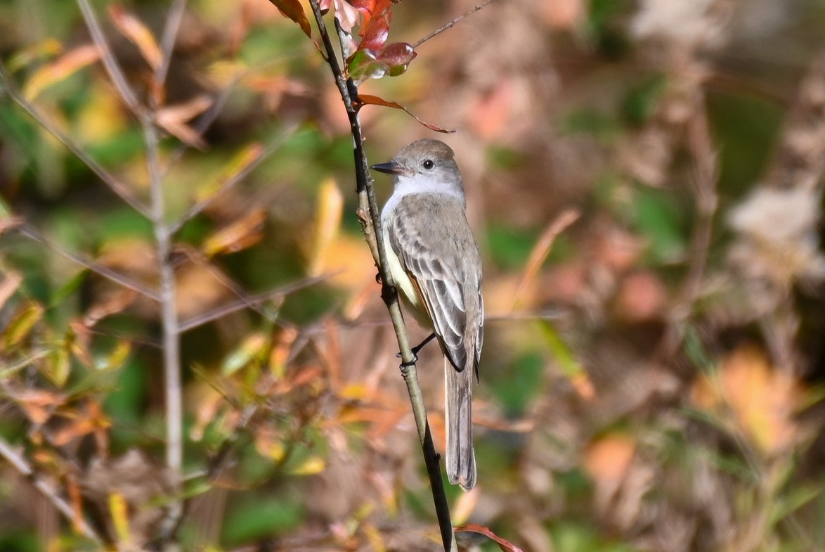 Ash-throated Flycatcher - ML611091628