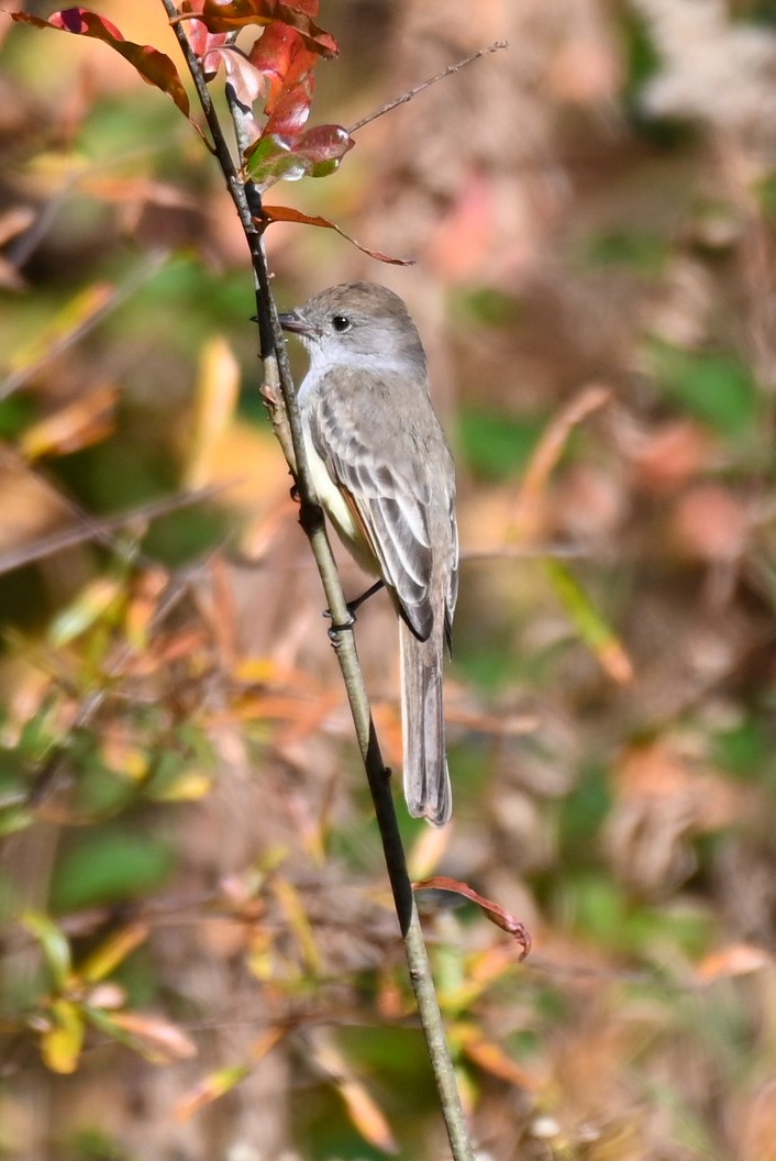 Ash-throated Flycatcher - ML611091629