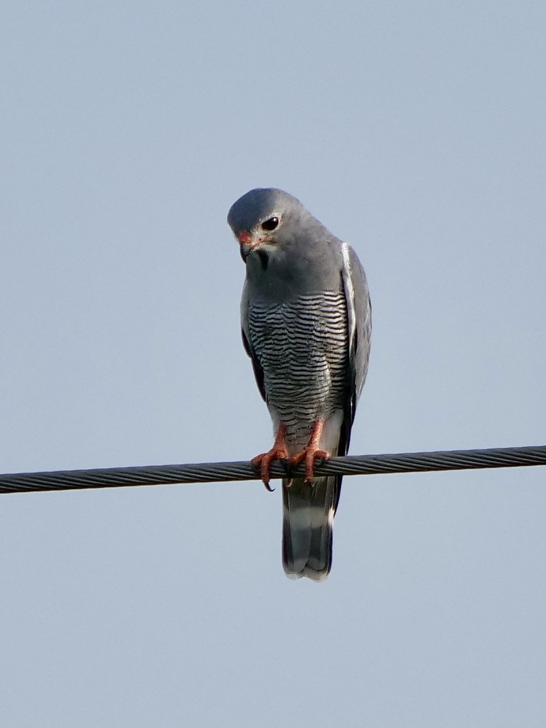 Lizard Buzzard - ML611091633