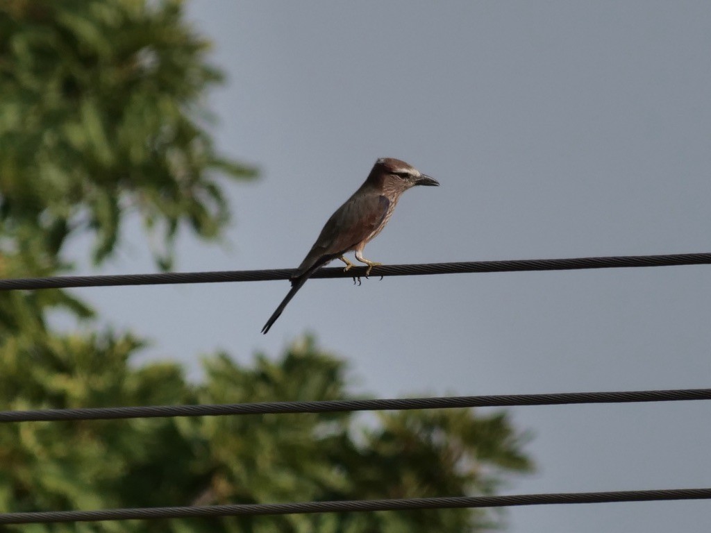 Rufous-crowned Roller - ML611091641