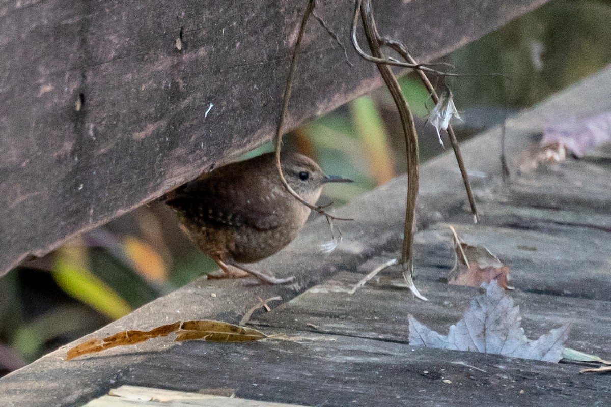 Winter Wren - ML611091646