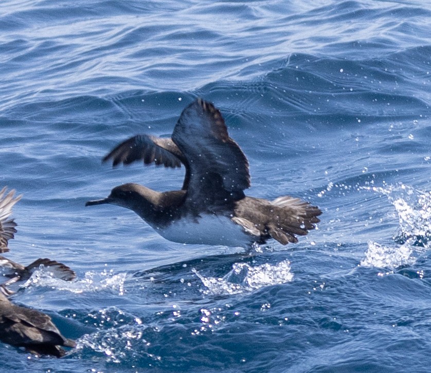 Hutton's Shearwater - ML611091655