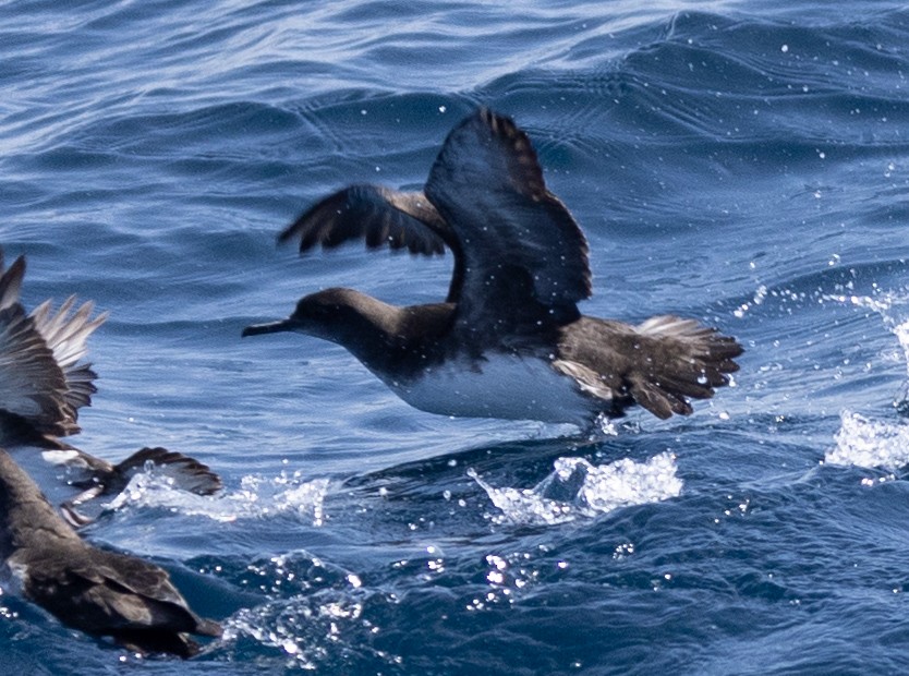 Hutton's Shearwater - ML611091656