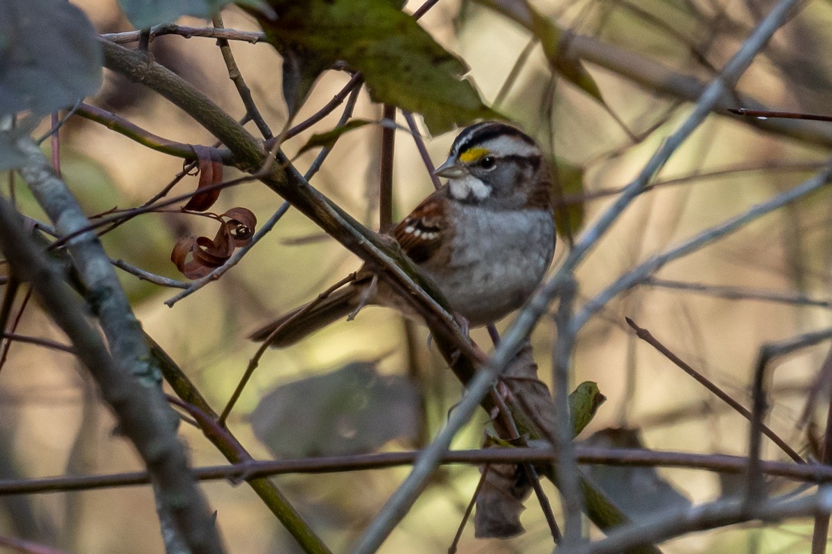 White-throated Sparrow - ML611091704