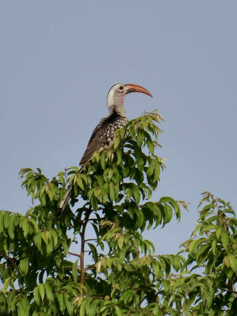 Northern Red-billed Hornbill - ML611091705