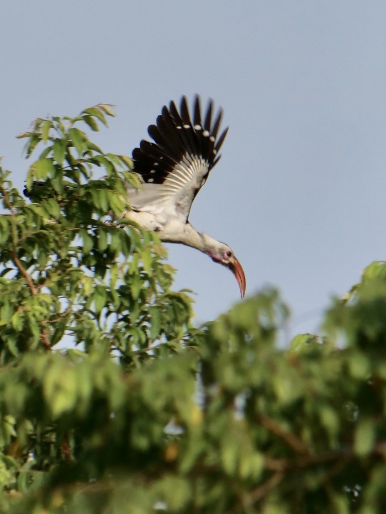 Northern Red-billed Hornbill - ML611091706