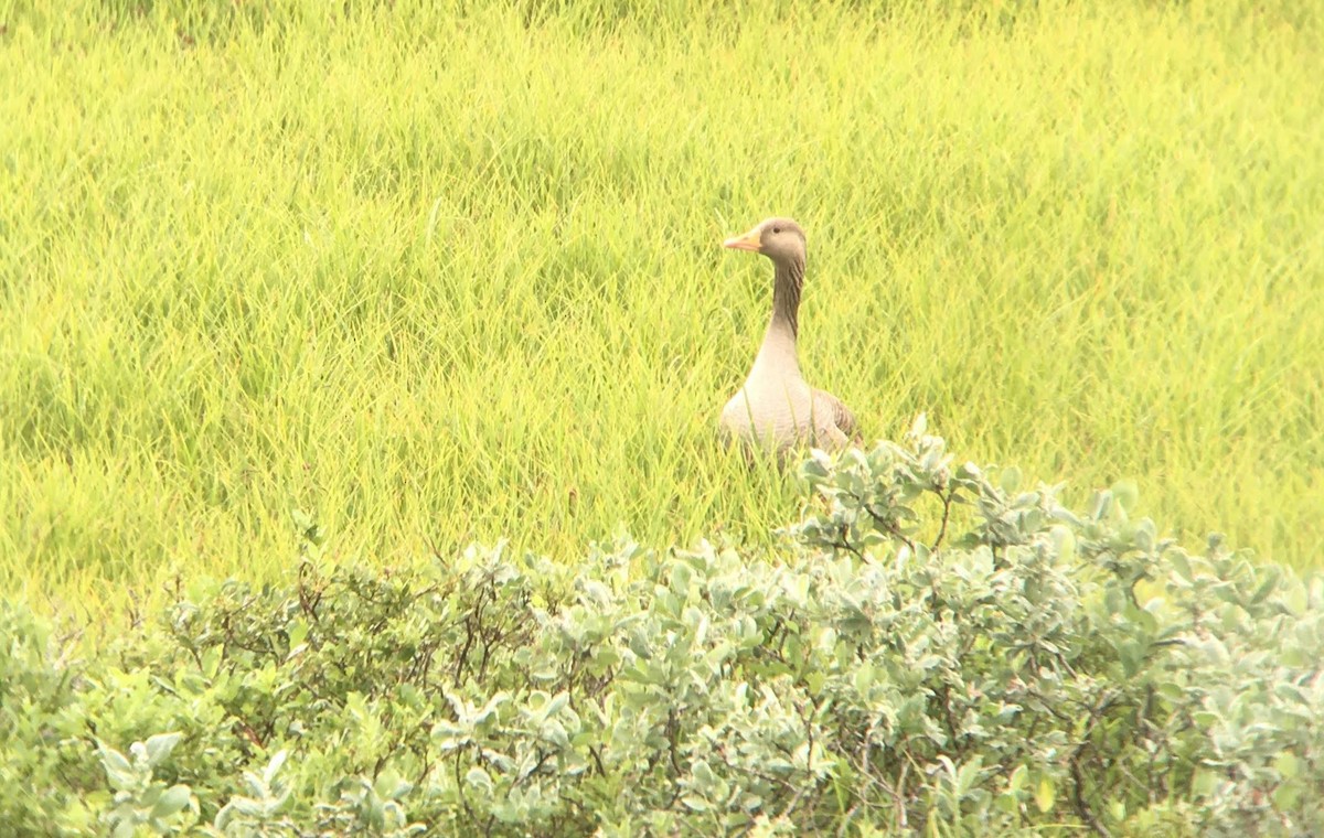 Graylag Goose - ML611091791