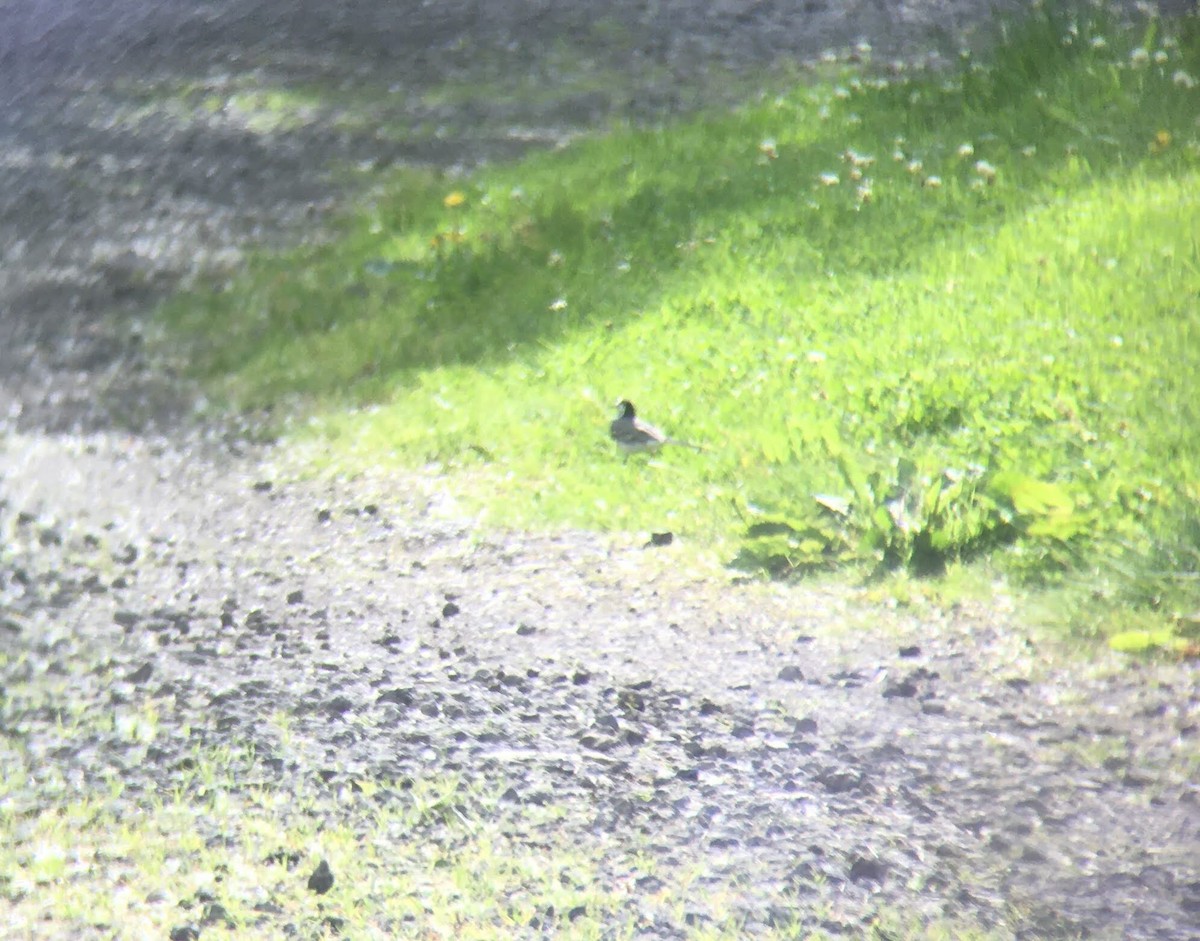 White Wagtail - Ren-Lee Deru