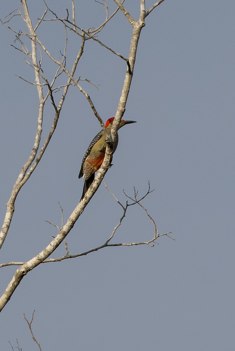 Golden-fronted Woodpecker - ML611091833