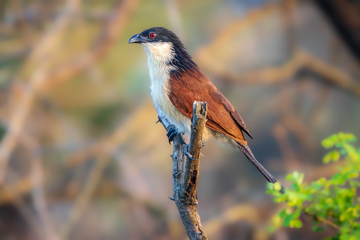 White-browed Coucal (Burchell's) - ML611091882