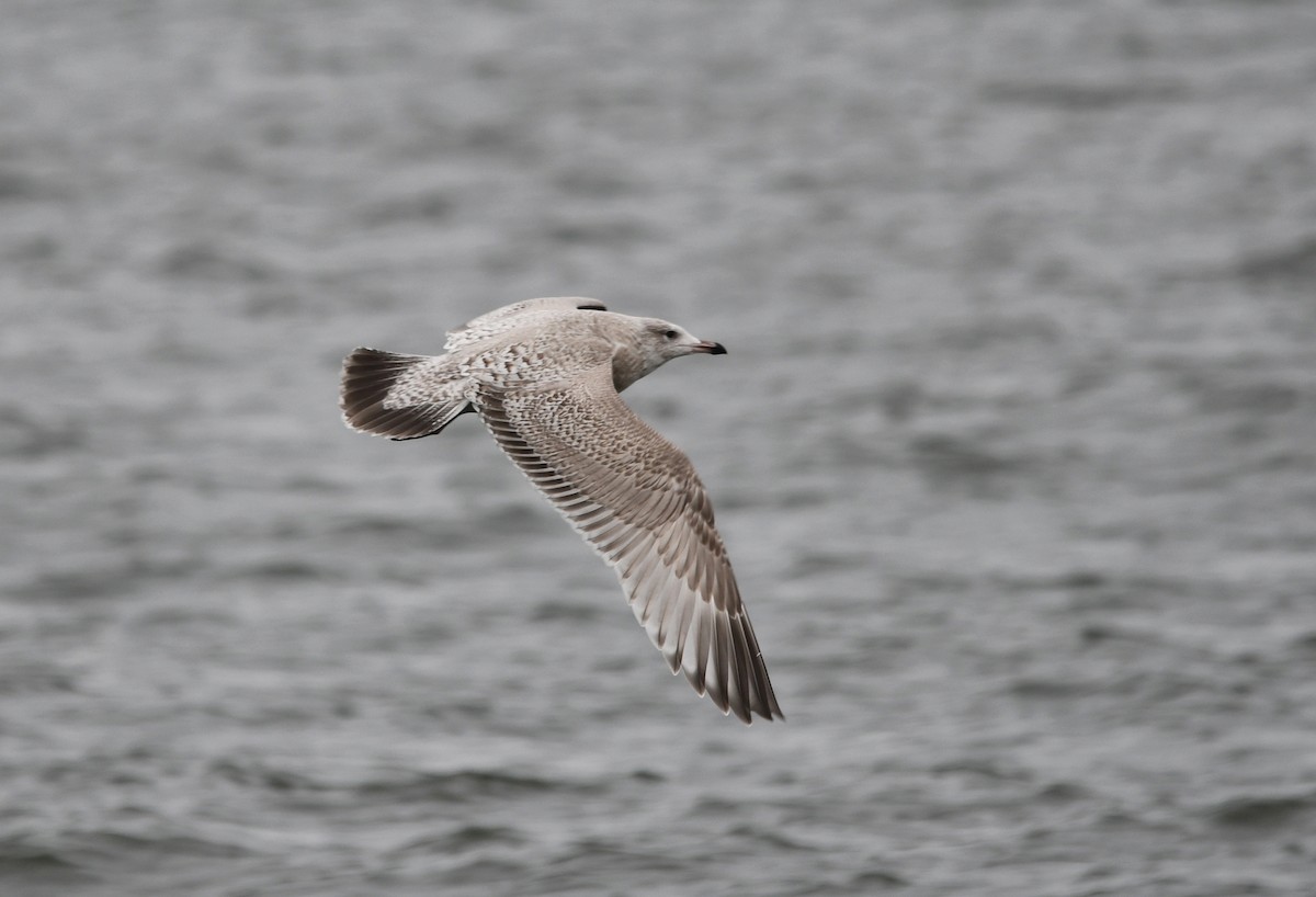 Herring x Glaucous Gull (hybrid) - ML611091886