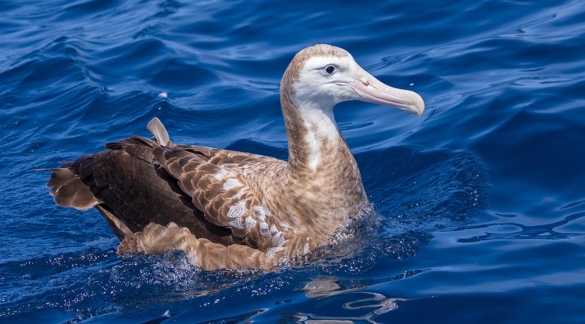 Albatros hurleur, A. de Tristan da Cunha ou A. des Antipodes - ML611091890