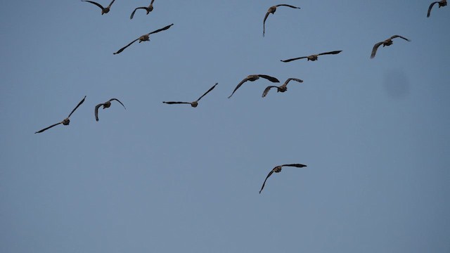 White-faced Whistling-Duck - ML611091910