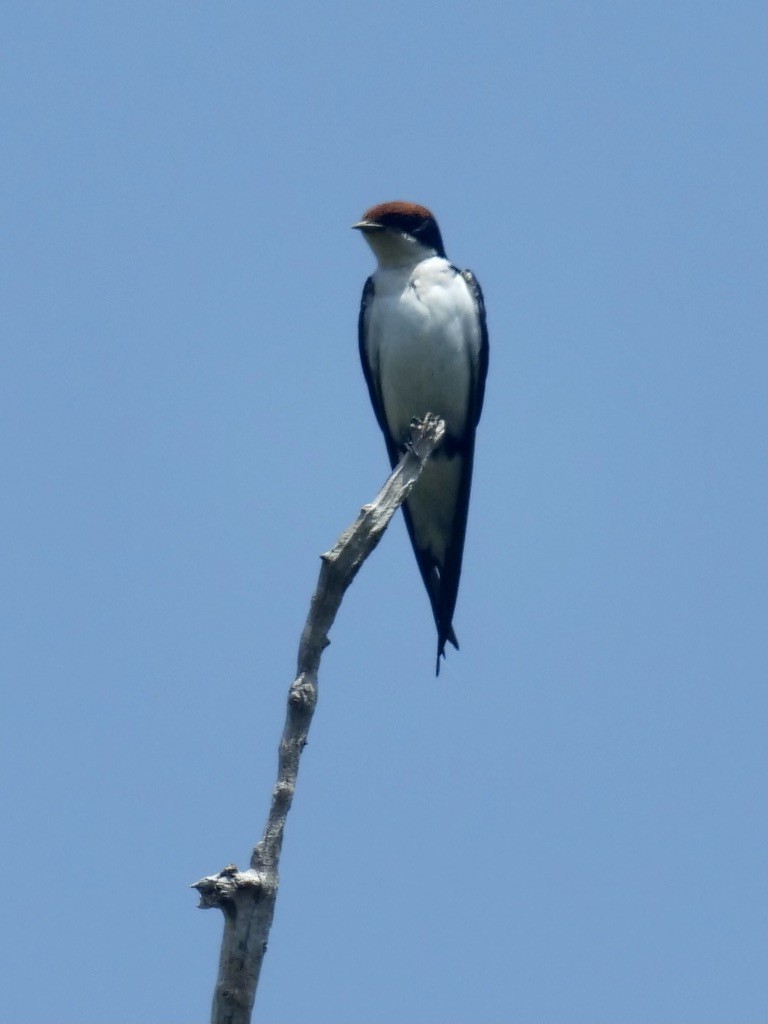Wire-tailed Swallow - ML611091933