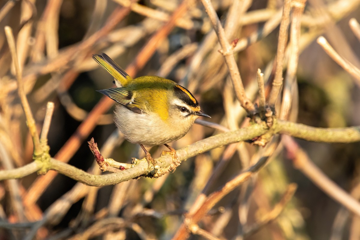 Common Firecrest - ML611091939