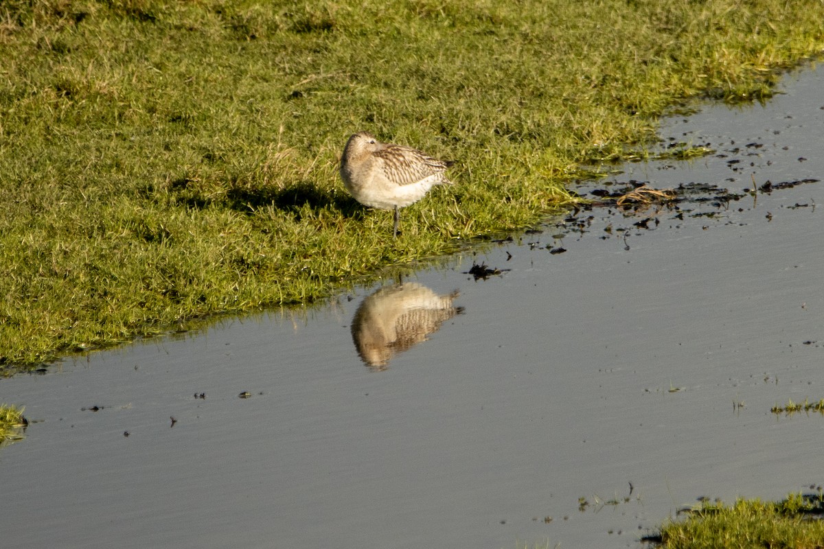 Bar-tailed Godwit - ML611091957