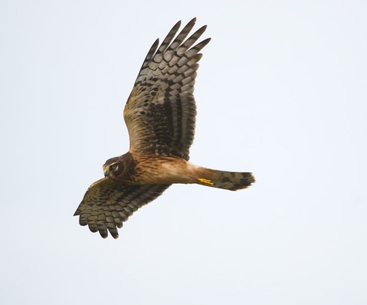 Northern Harrier - Tom Pawloski