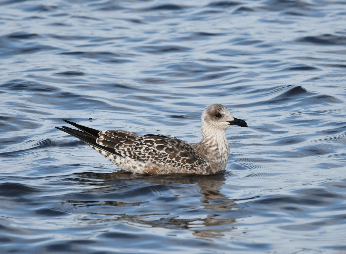 Gaviota Sombría - ML611092058