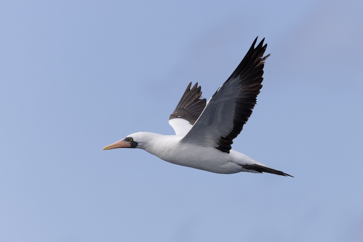 Nazca Booby - ML611092198