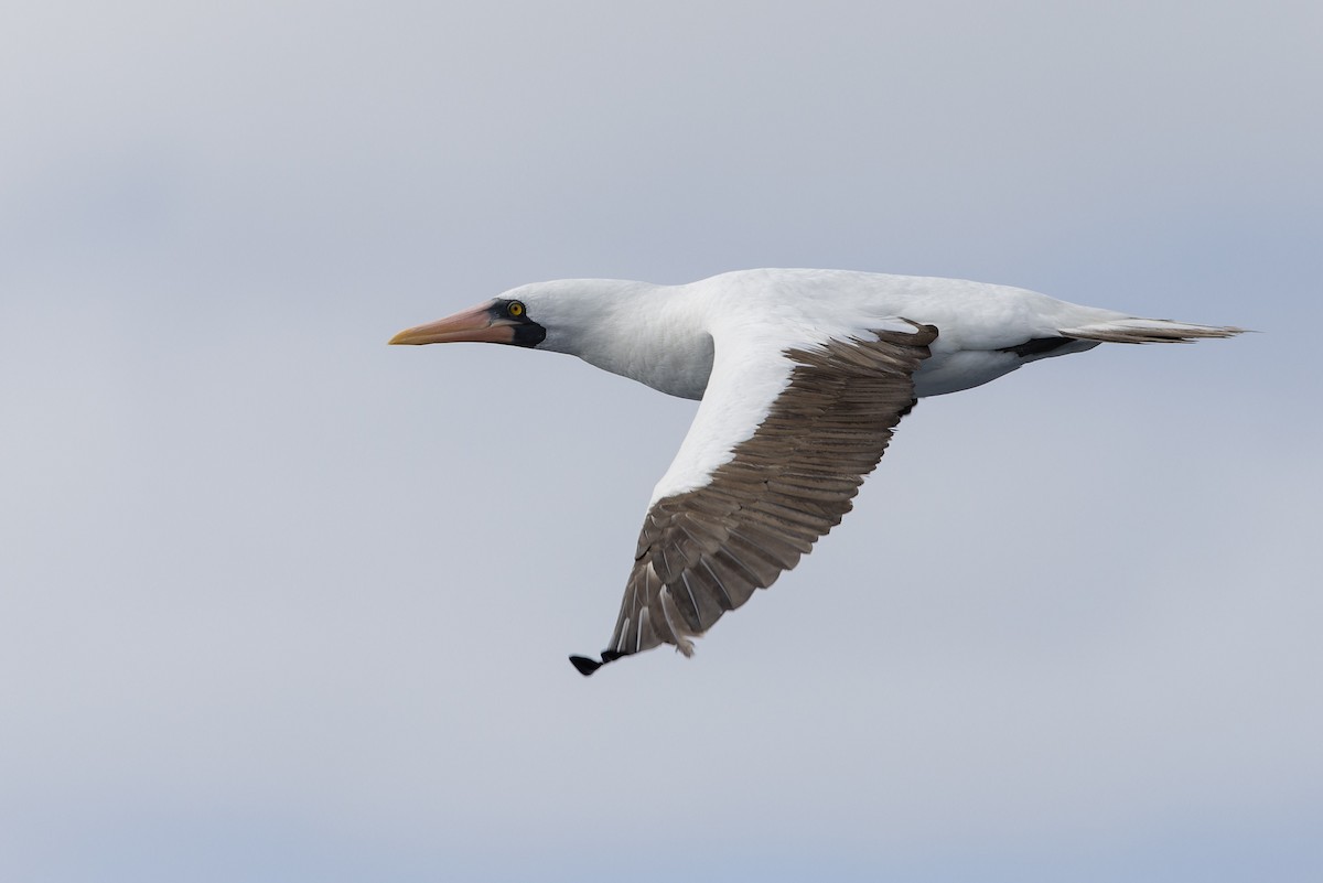 Nazca Booby - ML611092199