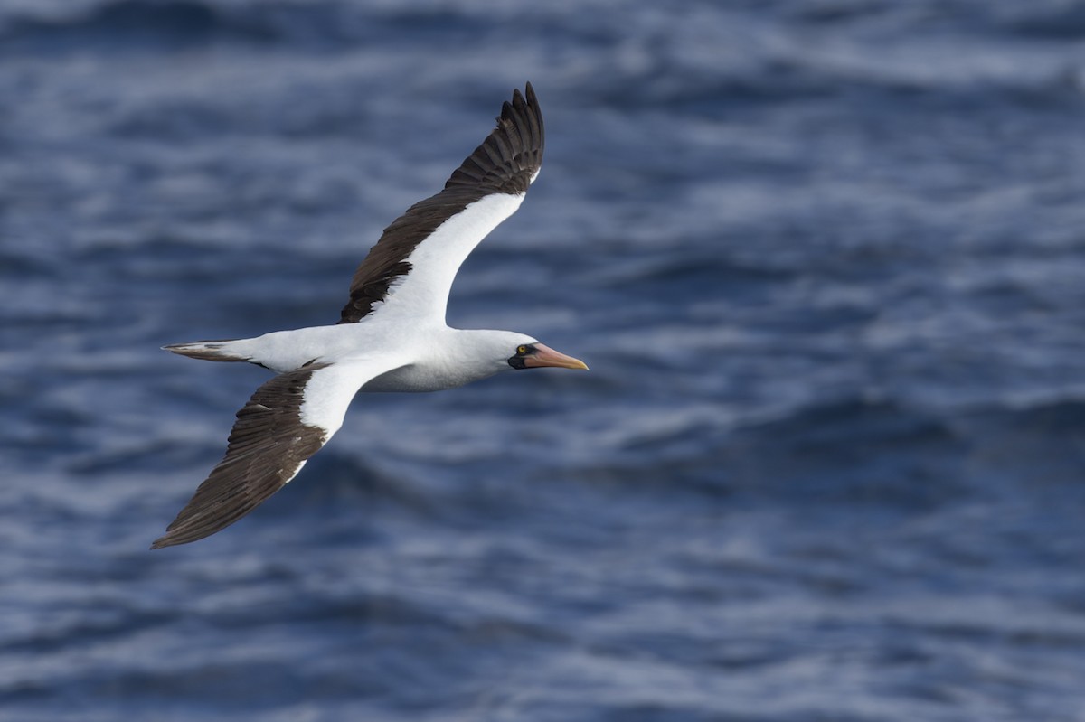 Nazca Booby - ML611092201