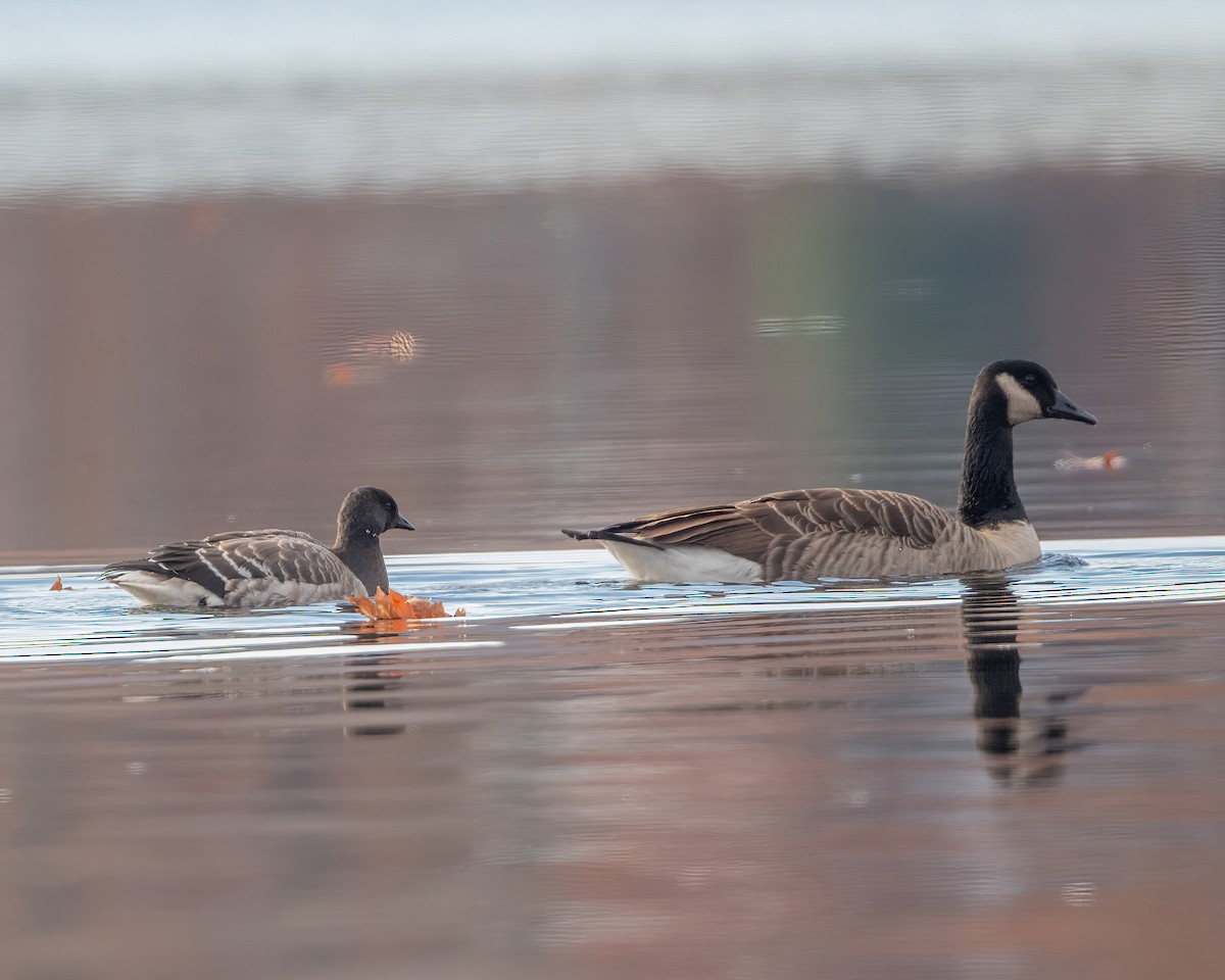 Brant - ML611092204