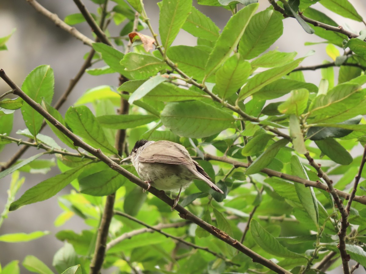 Eurasian Blackcap - ML611092215