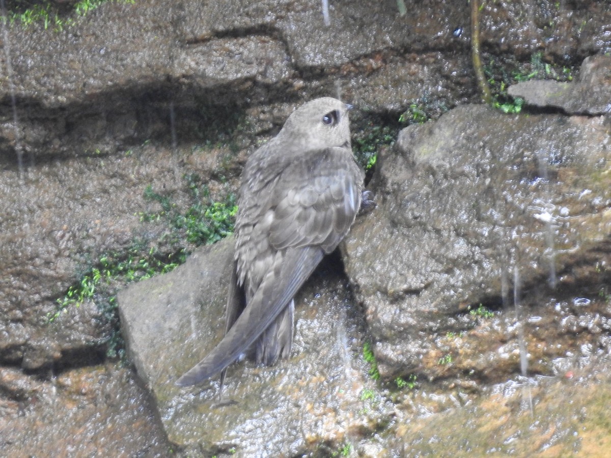 Great Dusky Swift - ML611092226