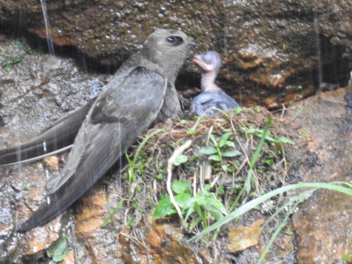 Great Dusky Swift - ML611092228