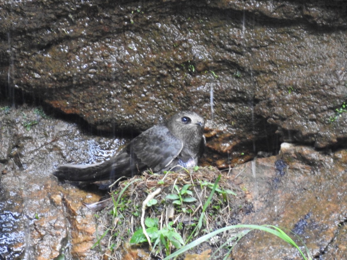 Great Dusky Swift - ML611092229