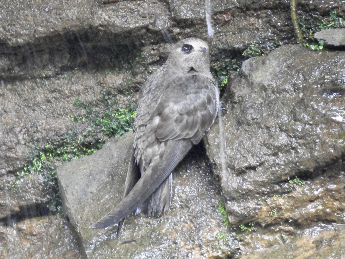 Martinet à tête grise - ML611092231