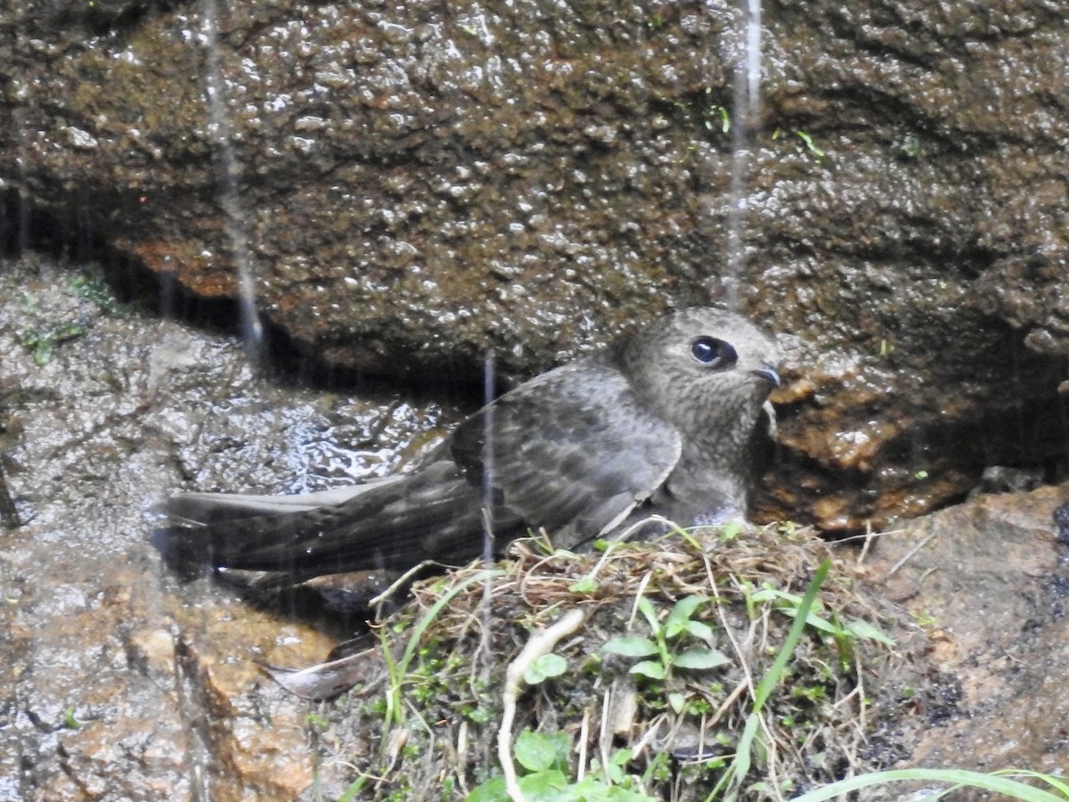 Great Dusky Swift - ML611092234