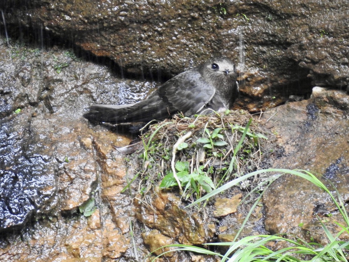 Great Dusky Swift - ML611092235