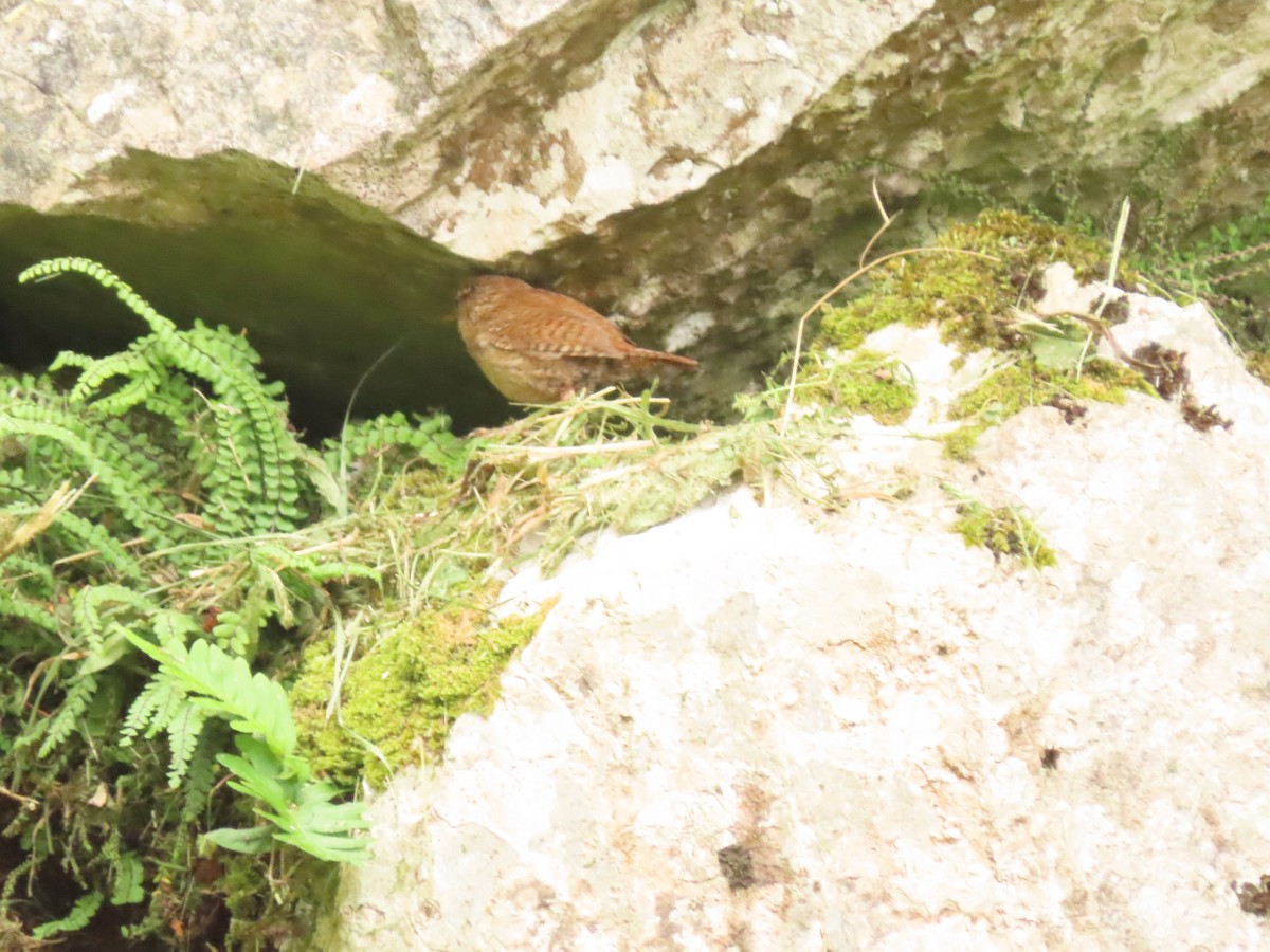 Eurasian Wren - ML611092253