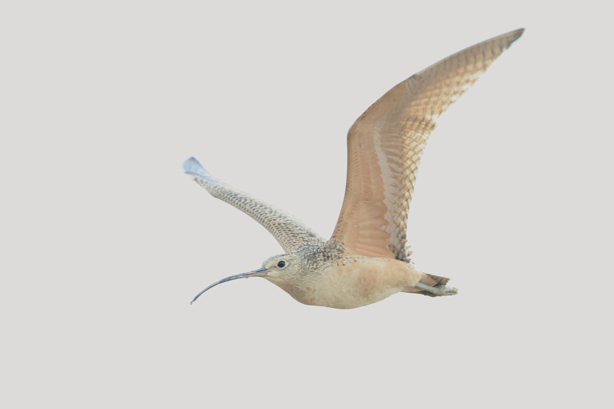 Long-billed Curlew - ML611092272