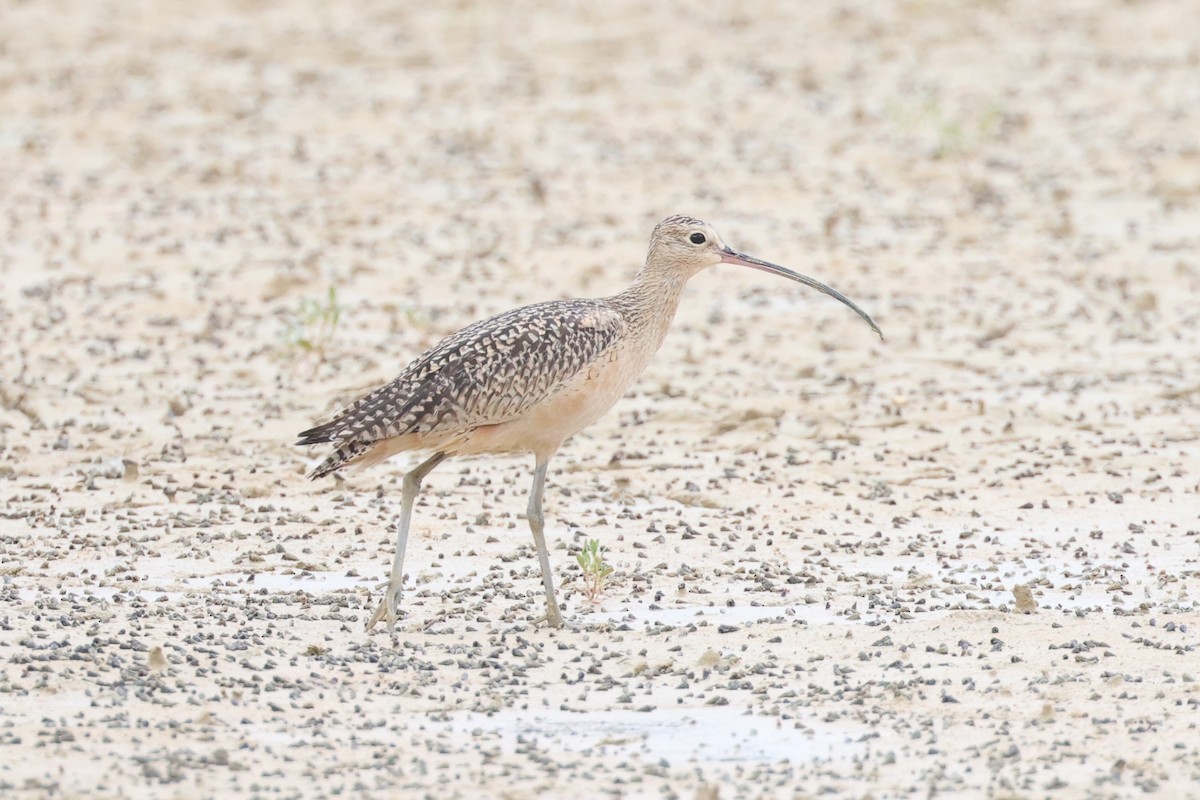 Long-billed Curlew - ML611092274