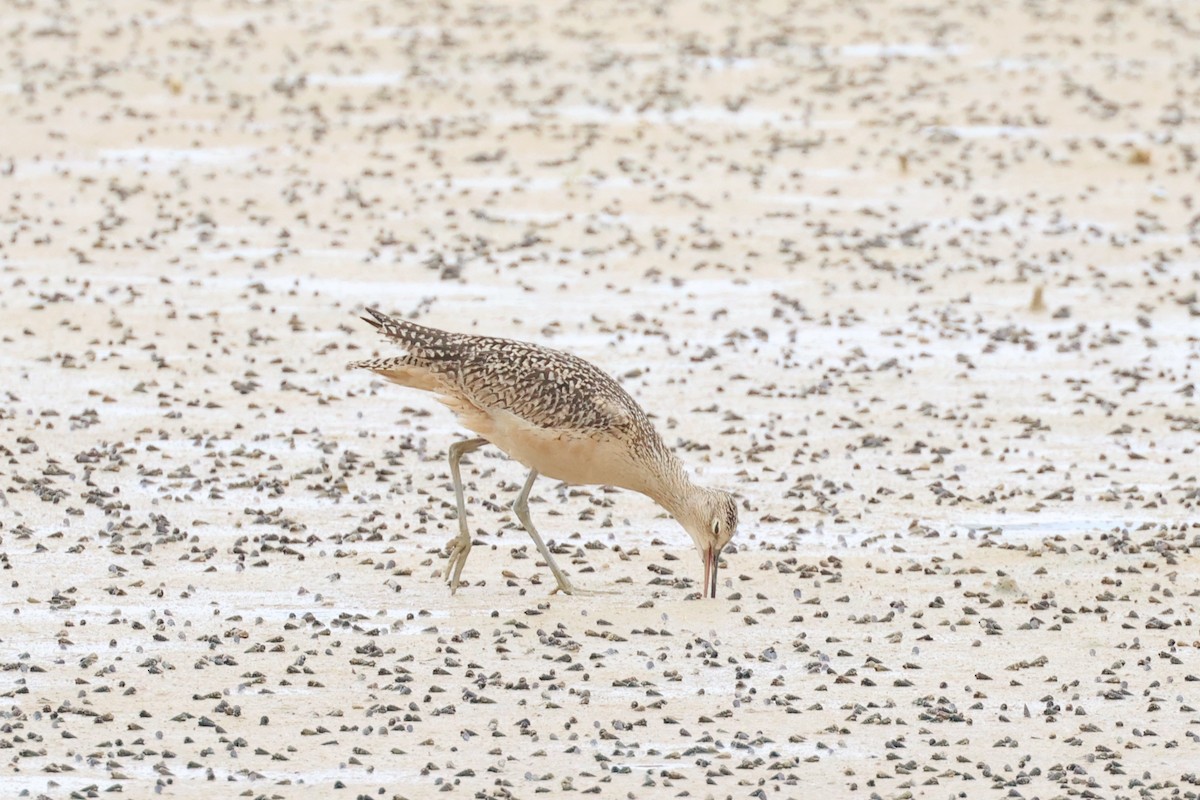 Long-billed Curlew - ML611092275