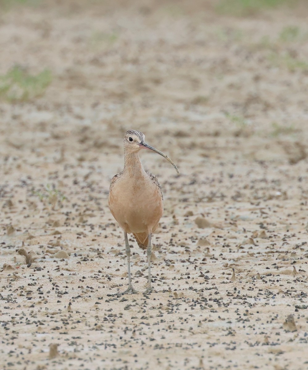 Long-billed Curlew - ML611092276