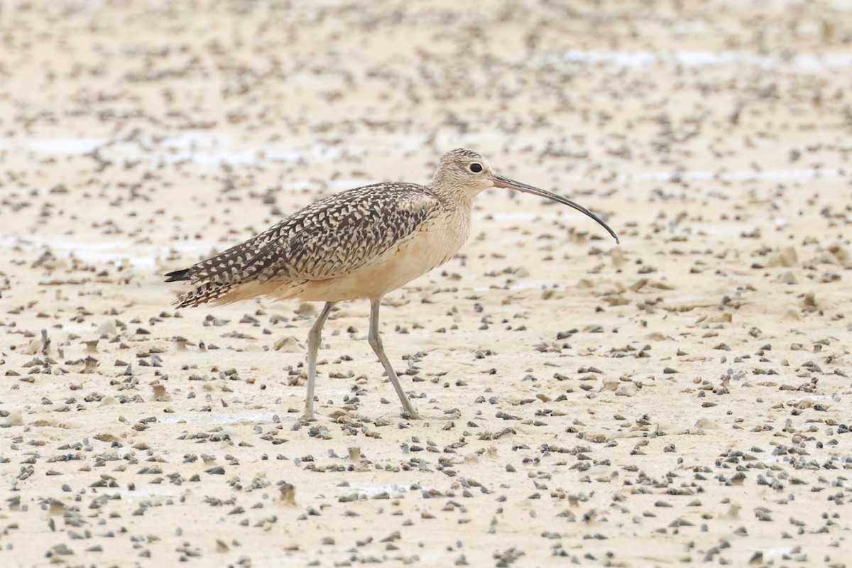 Long-billed Curlew - ML611092277