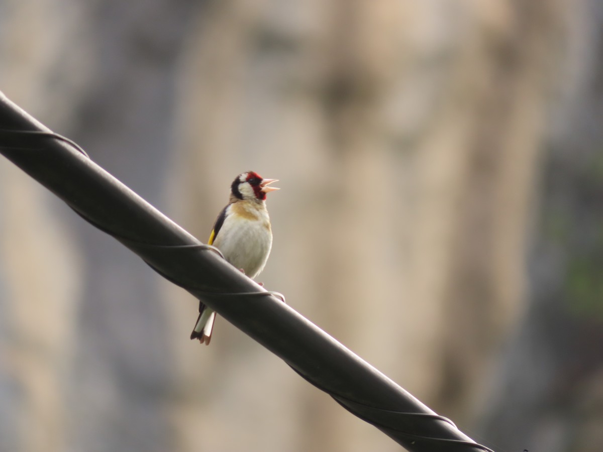 European Goldfinch - ML611092284