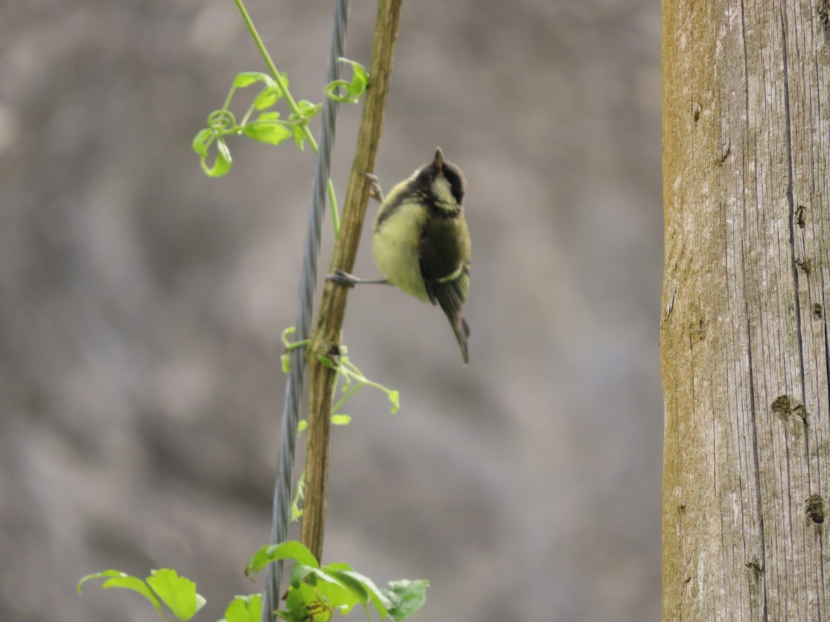 Great Tit - ML611092414