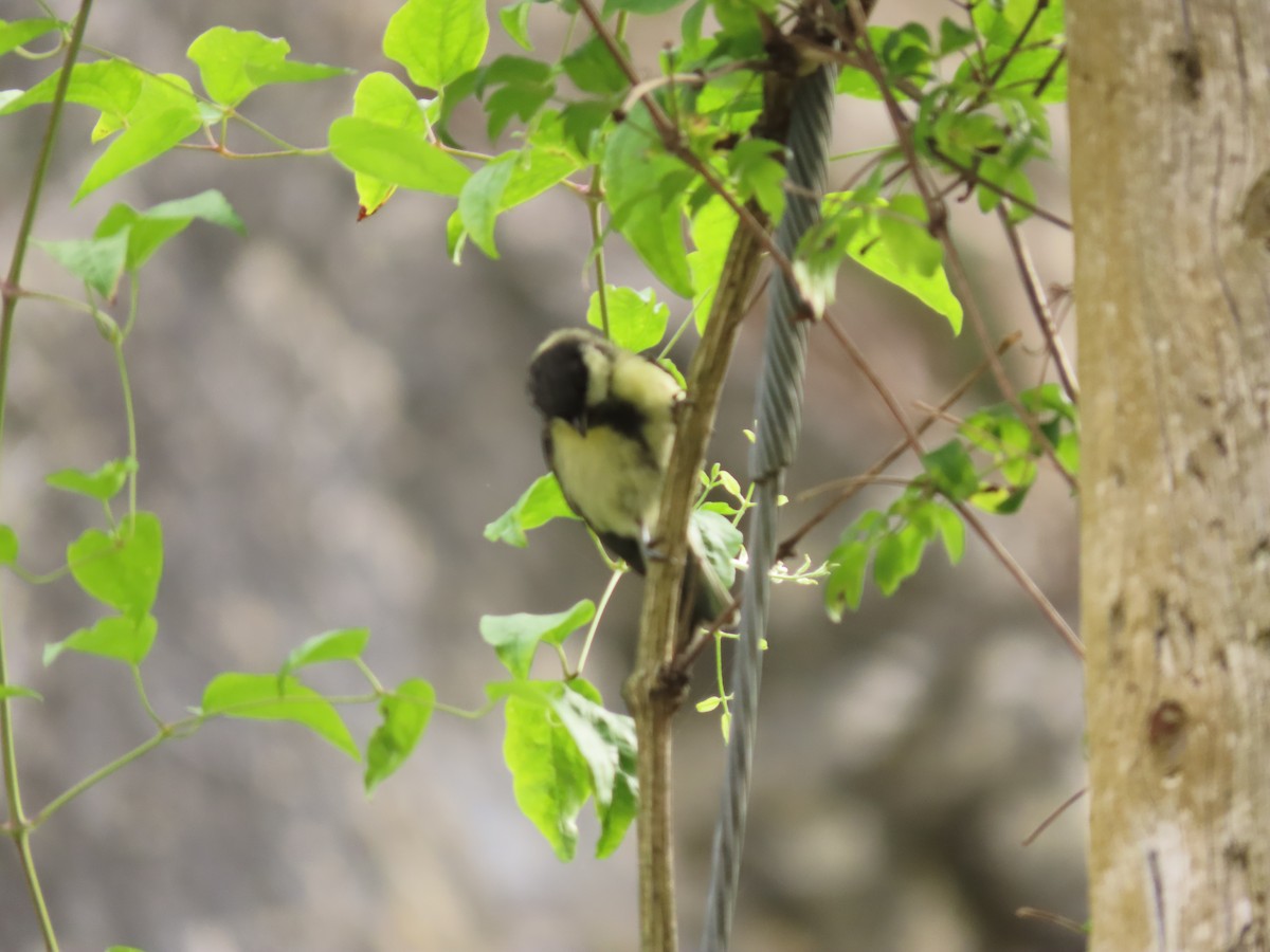 Great Tit - ML611092418