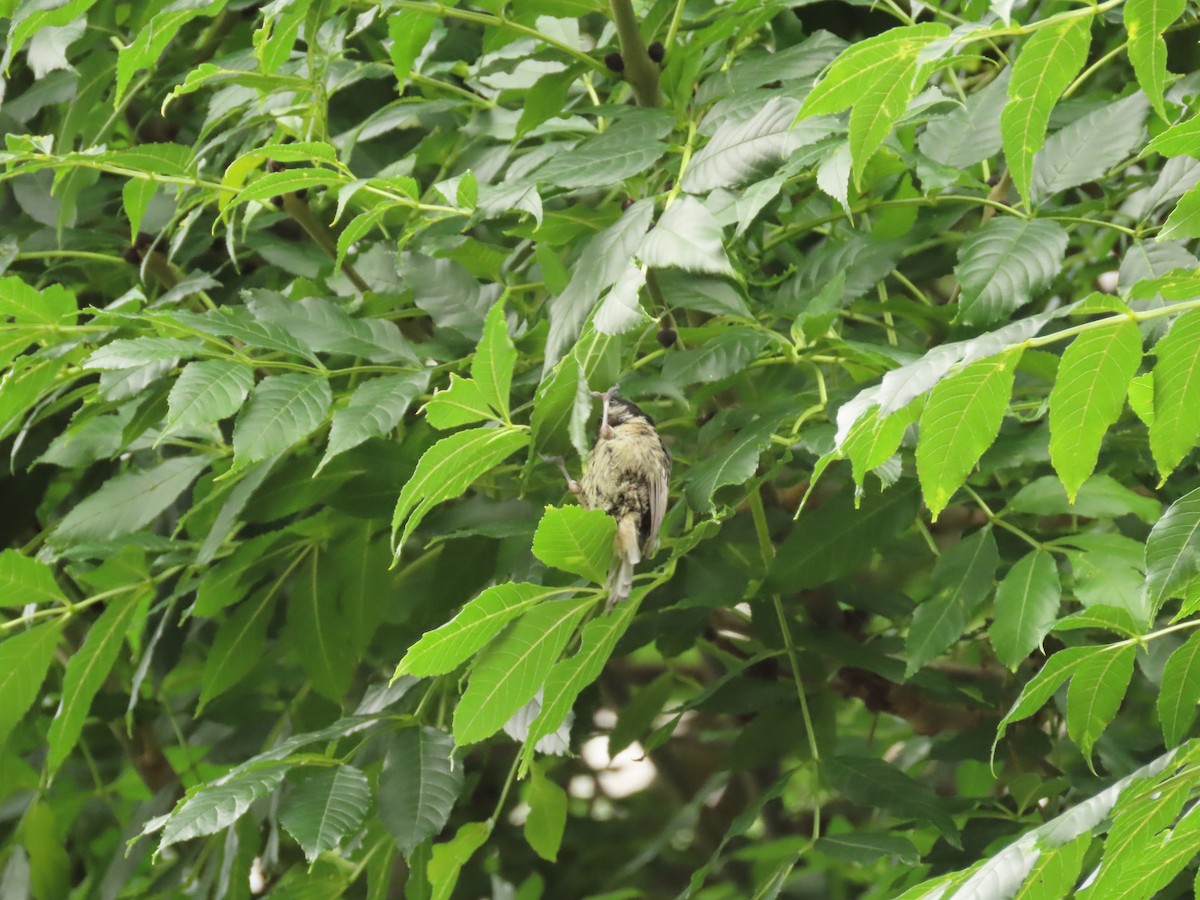 Coal Tit - ML611092473